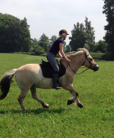 Fjordhest Bodyguard billede 20