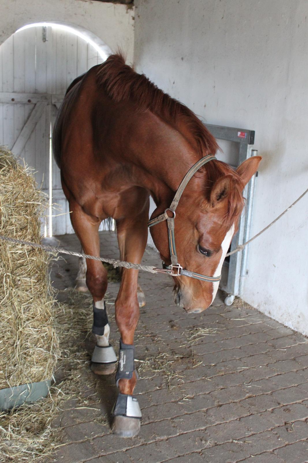 Dansk Varmblod Alby's Leonardo Da Vinci billede 11