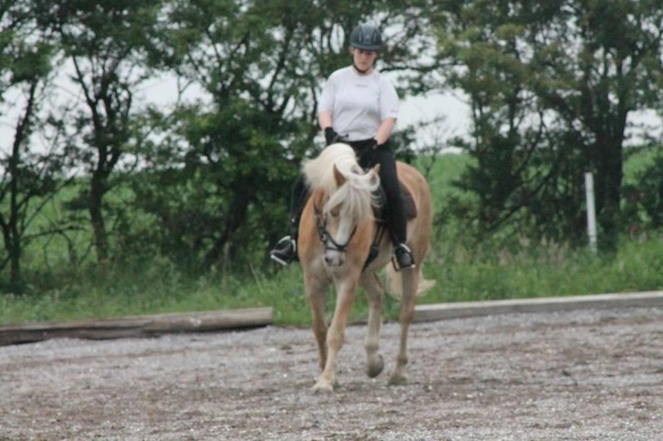 Tyroler Haflinger Aron II "BEBSEN" billede 5