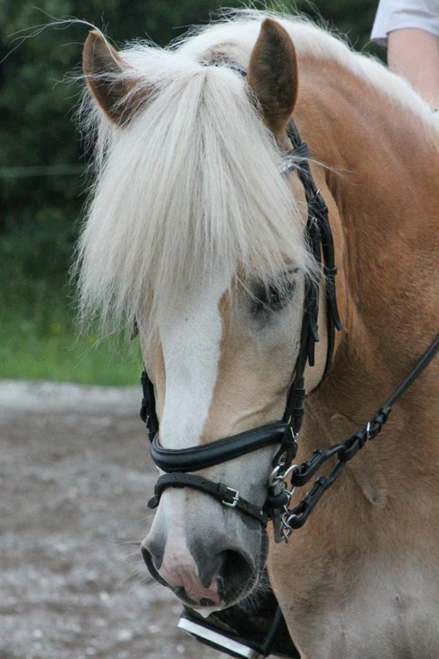 Tyroler Haflinger Aron II "BEBSEN" billede 3