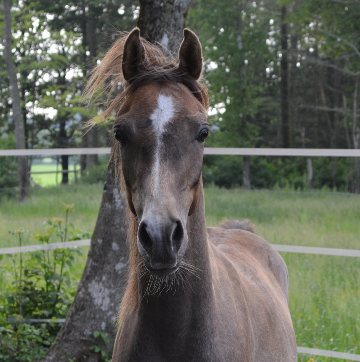 Arabisk fuldblod (OX) EA Dimetri´s Destination billede 4