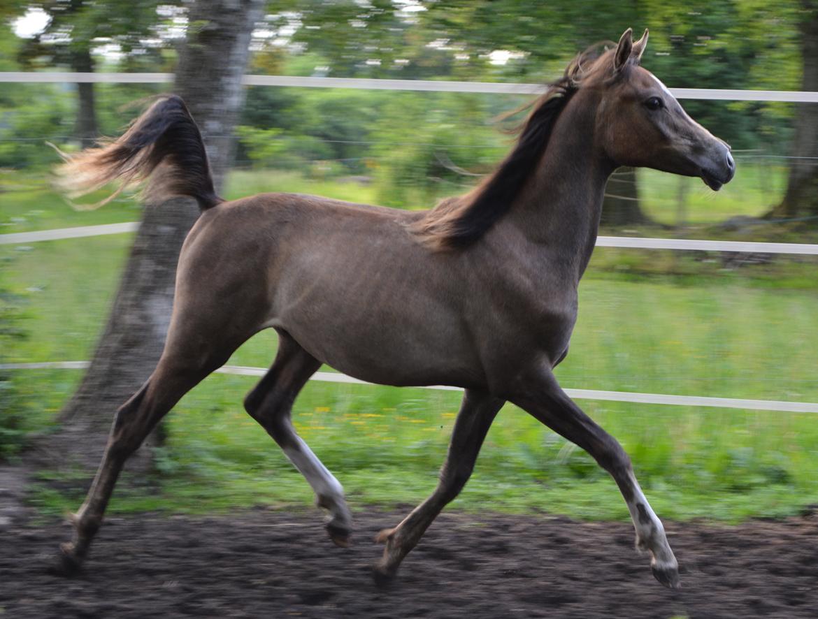 Arabisk fuldblod (OX) EA Dimetri´s Destination billede 1