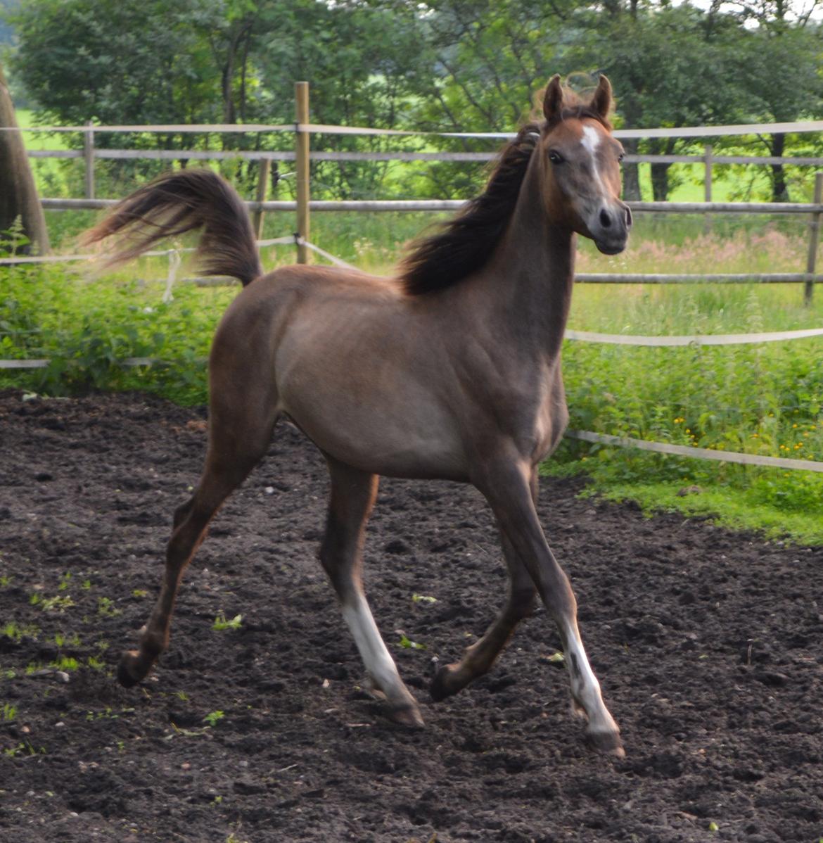 Arabisk fuldblod (OX) EA Dimetri´s Destination billede 5