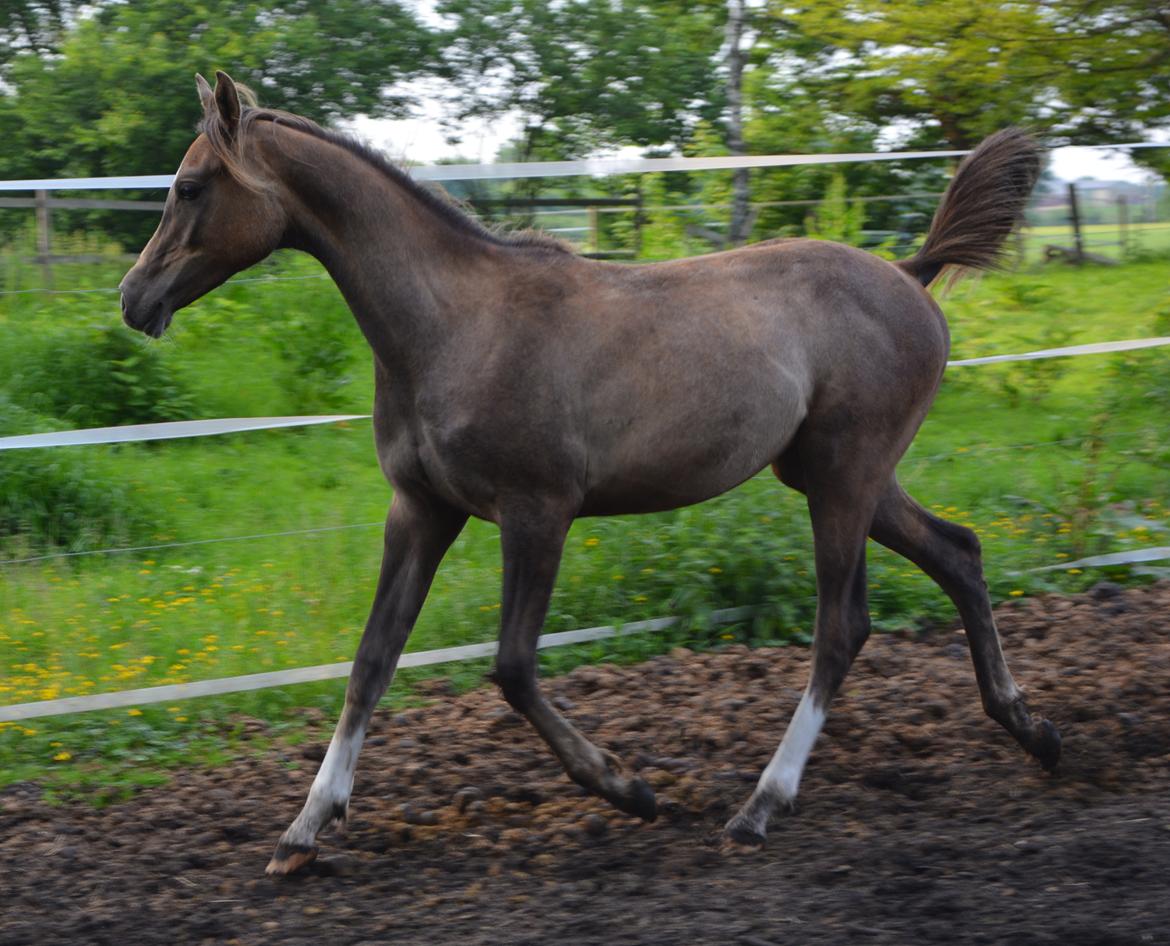 Arabisk fuldblod (OX) EA Dimetri´s Destination billede 2