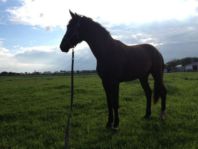 Anden særlig race Sir. Benji billede 2