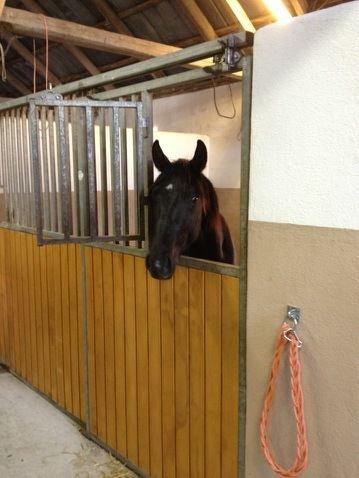 Anden særlig race Sir. Benji billede 3