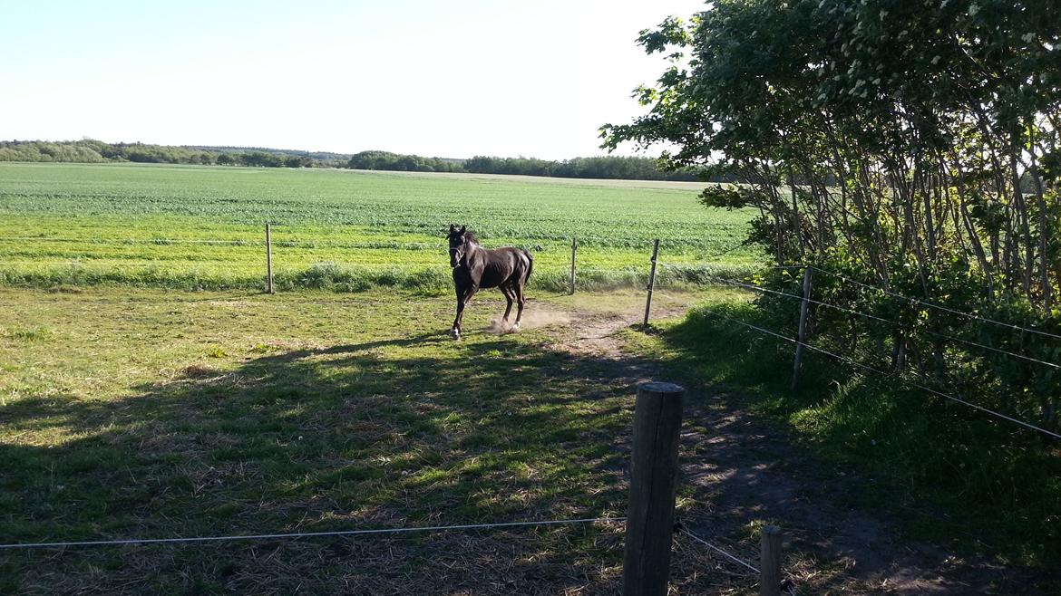 Anden særlig race Sir. Benji billede 4
