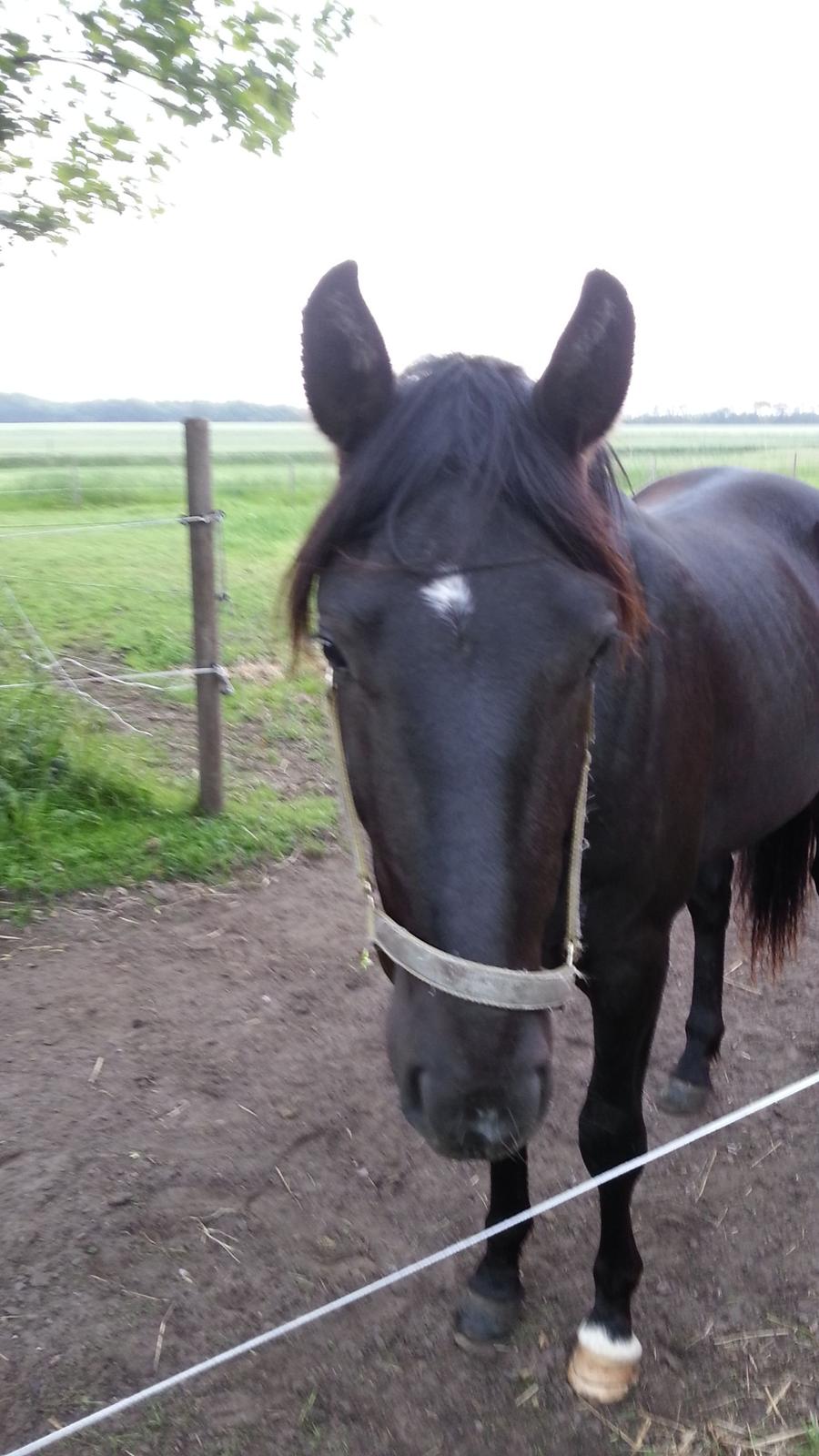 Anden særlig race Sir. Benji billede 5