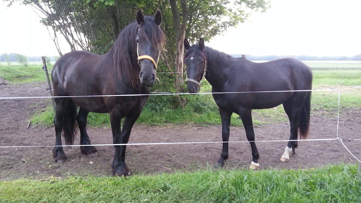 Anden særlig race Sir. Benji billede 6