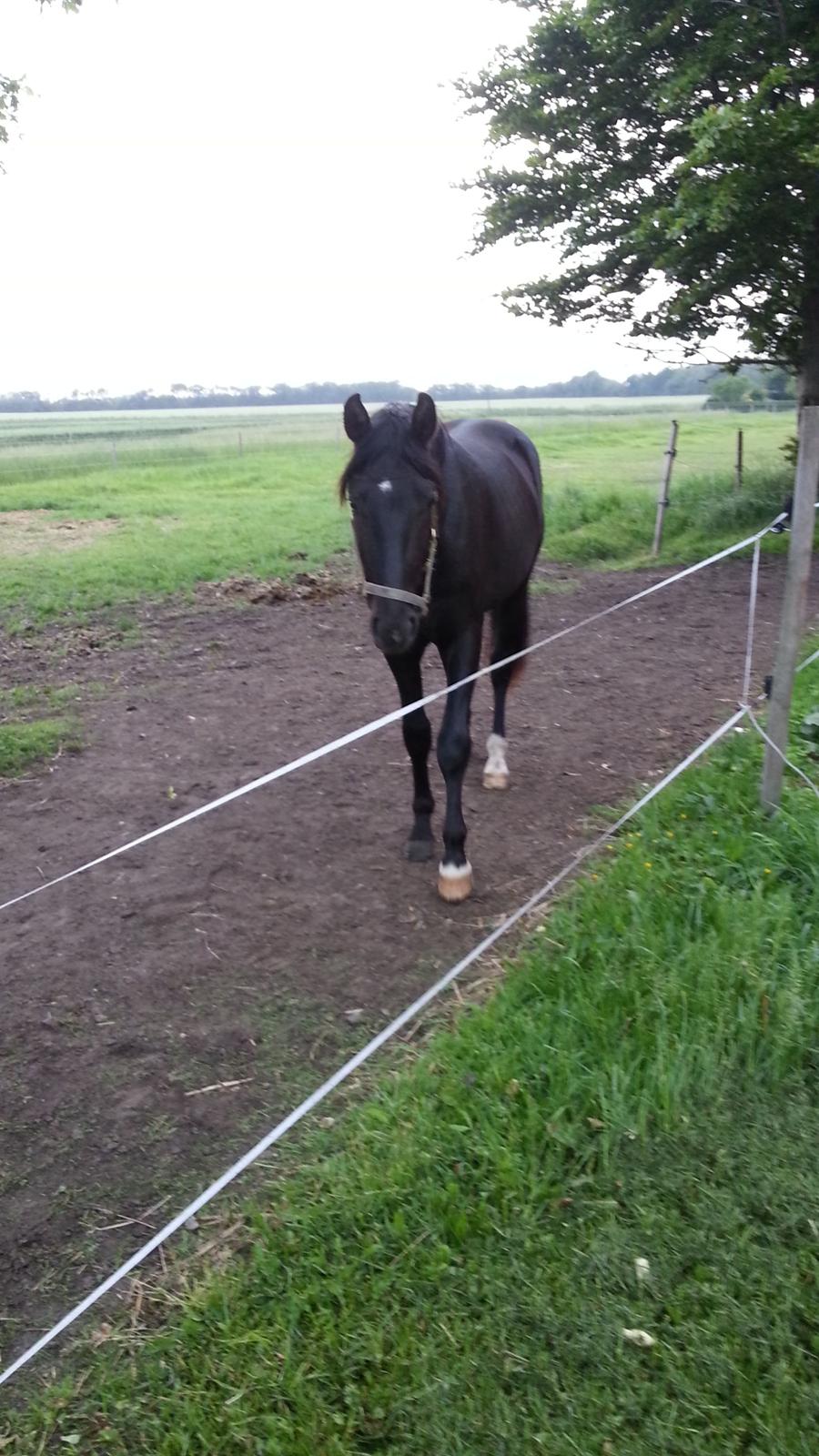 Anden særlig race Sir. Benji billede 7