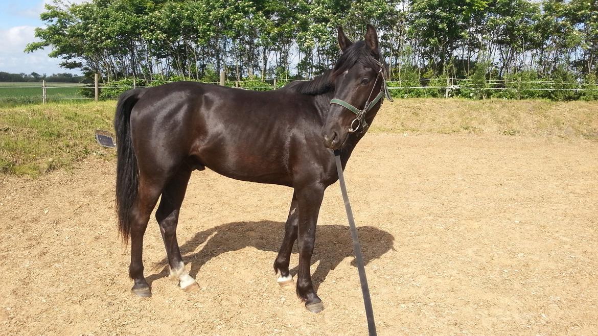 Anden særlig race Sir. Benji billede 8