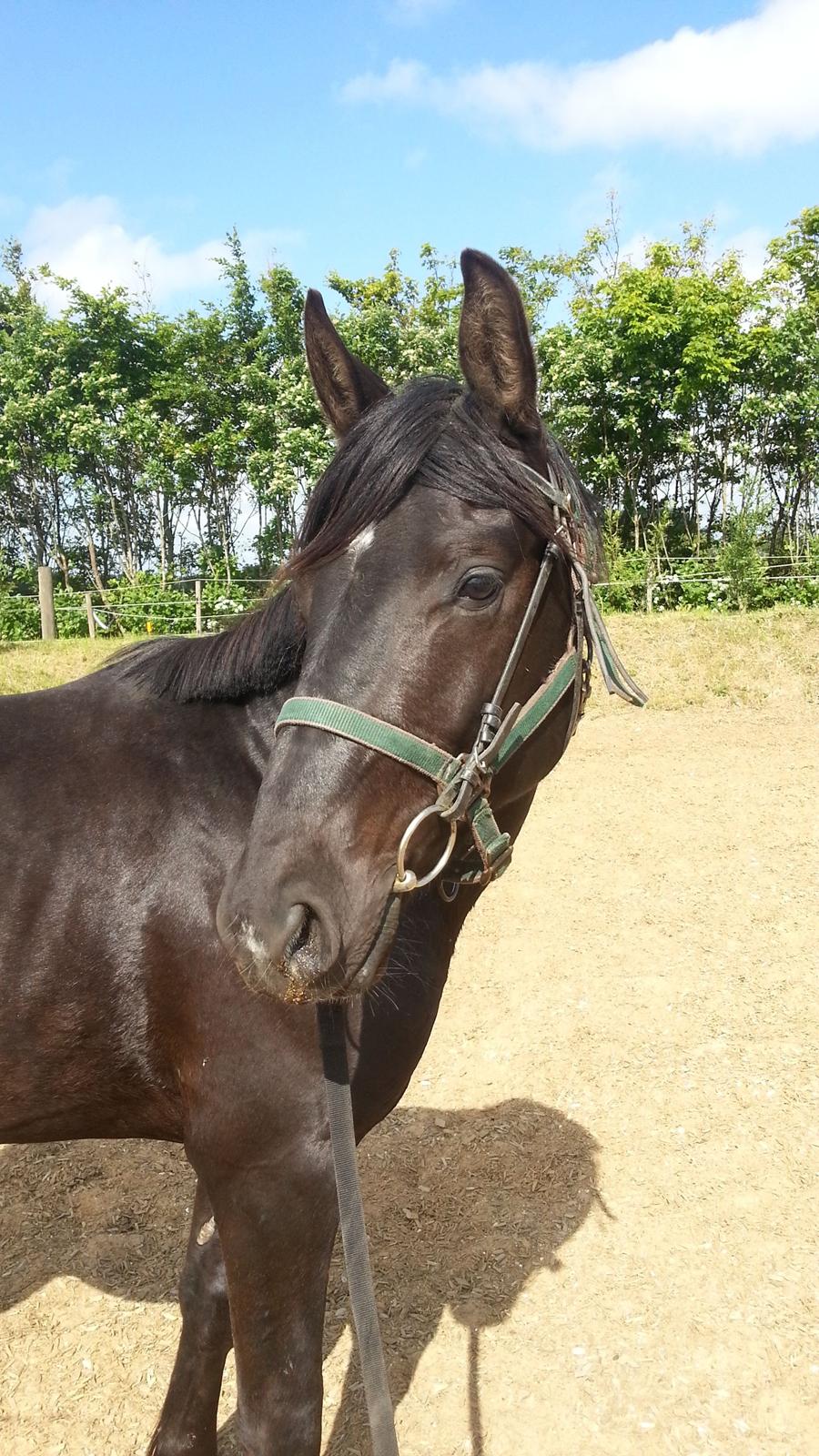 Anden særlig race Sir. Benji billede 9