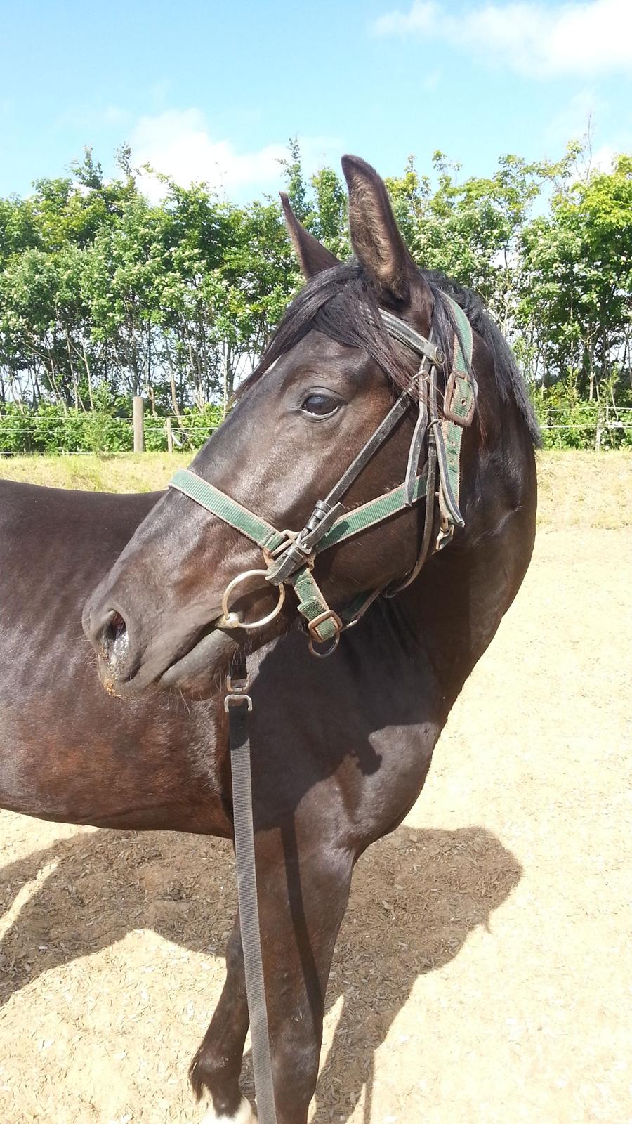 Anden særlig race Sir. Benji billede 1