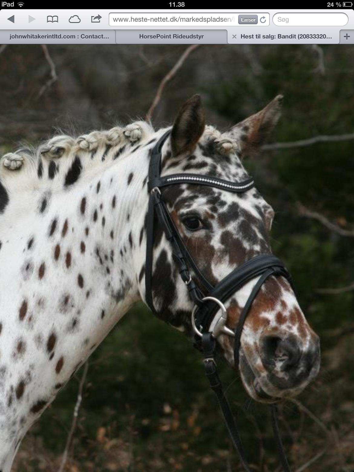 Knabstrupper Amigo (Bandit) billede 2