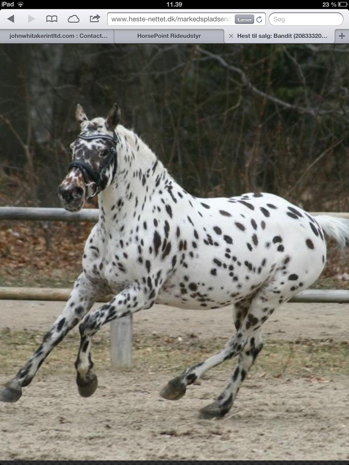 Knabstrupper Amigo (Bandit) billede 3