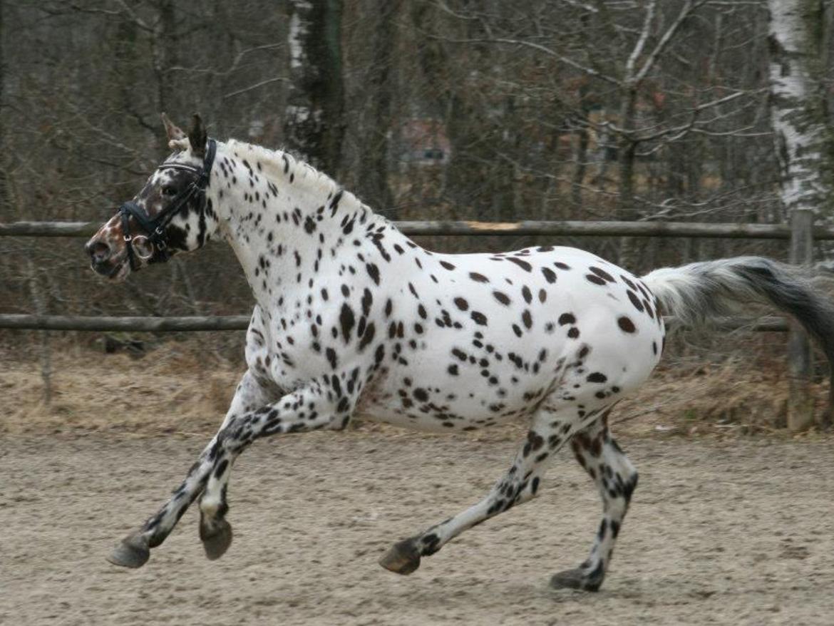 Knabstrupper Amigo (Bandit) billede 4