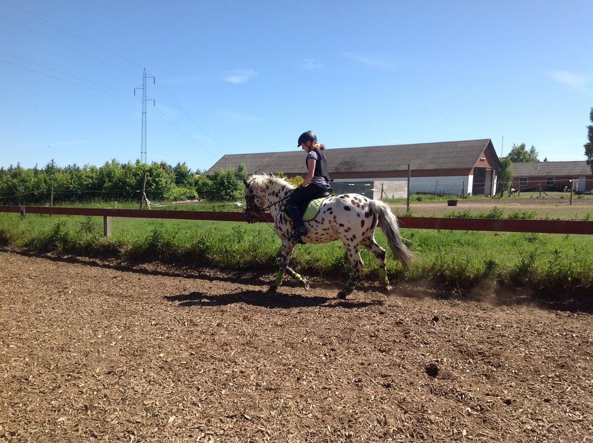 Knabstrupper Amigo (Bandit) billede 5