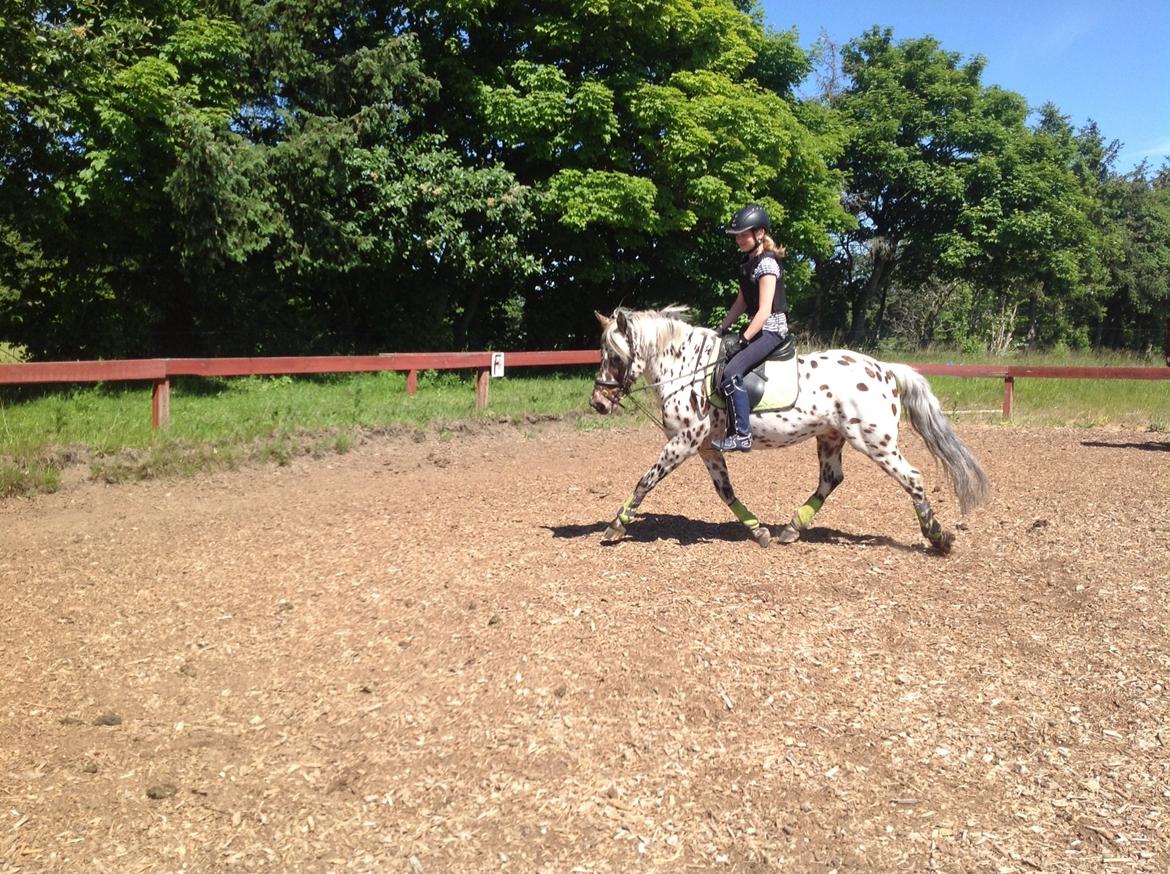 Knabstrupper Amigo (Bandit) billede 6