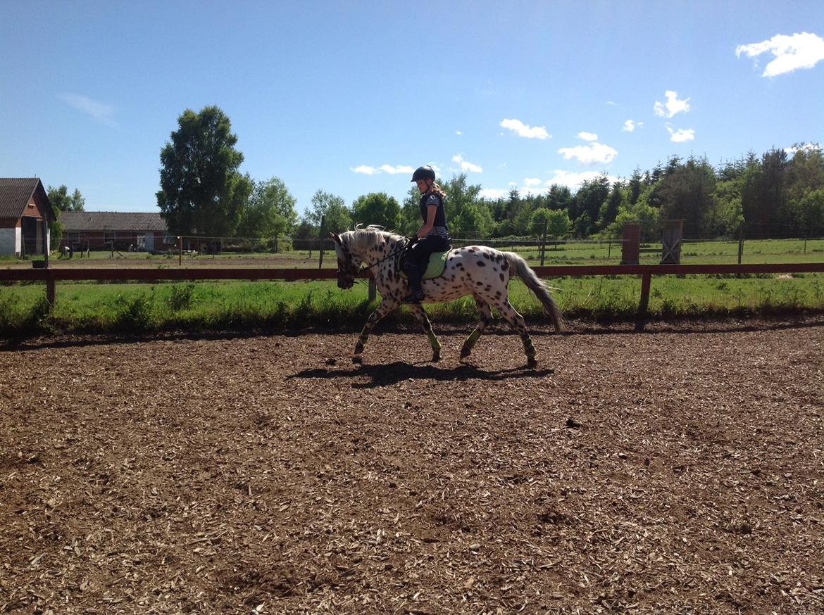 Knabstrupper Amigo (Bandit) billede 7