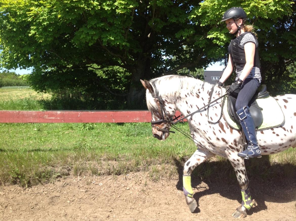 Knabstrupper Amigo (Bandit) billede 8