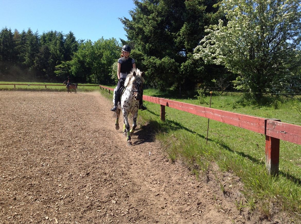 Knabstrupper Amigo (Bandit) billede 9