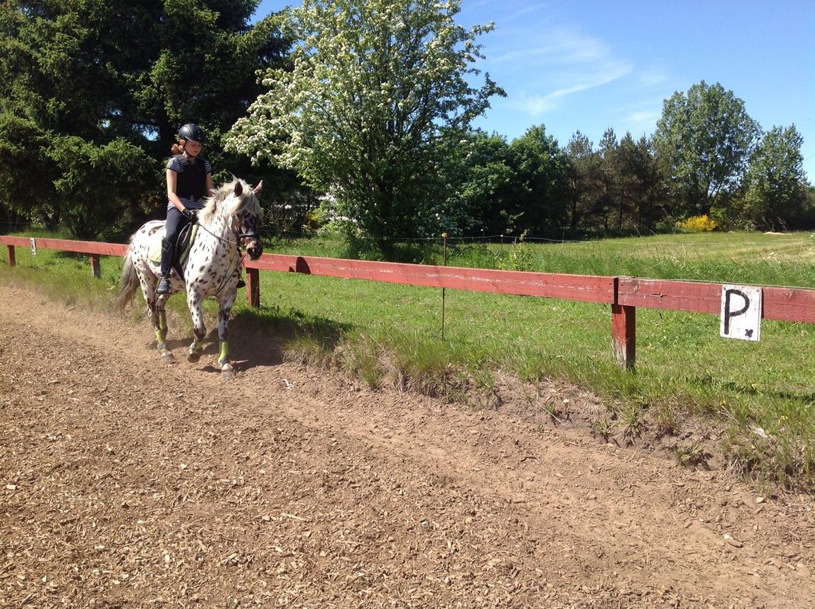 Knabstrupper Amigo (Bandit) billede 10