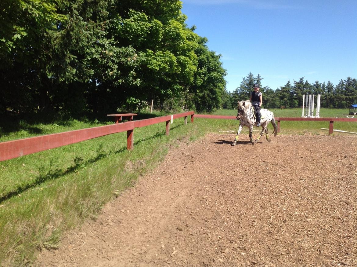 Knabstrupper Amigo (Bandit) billede 11