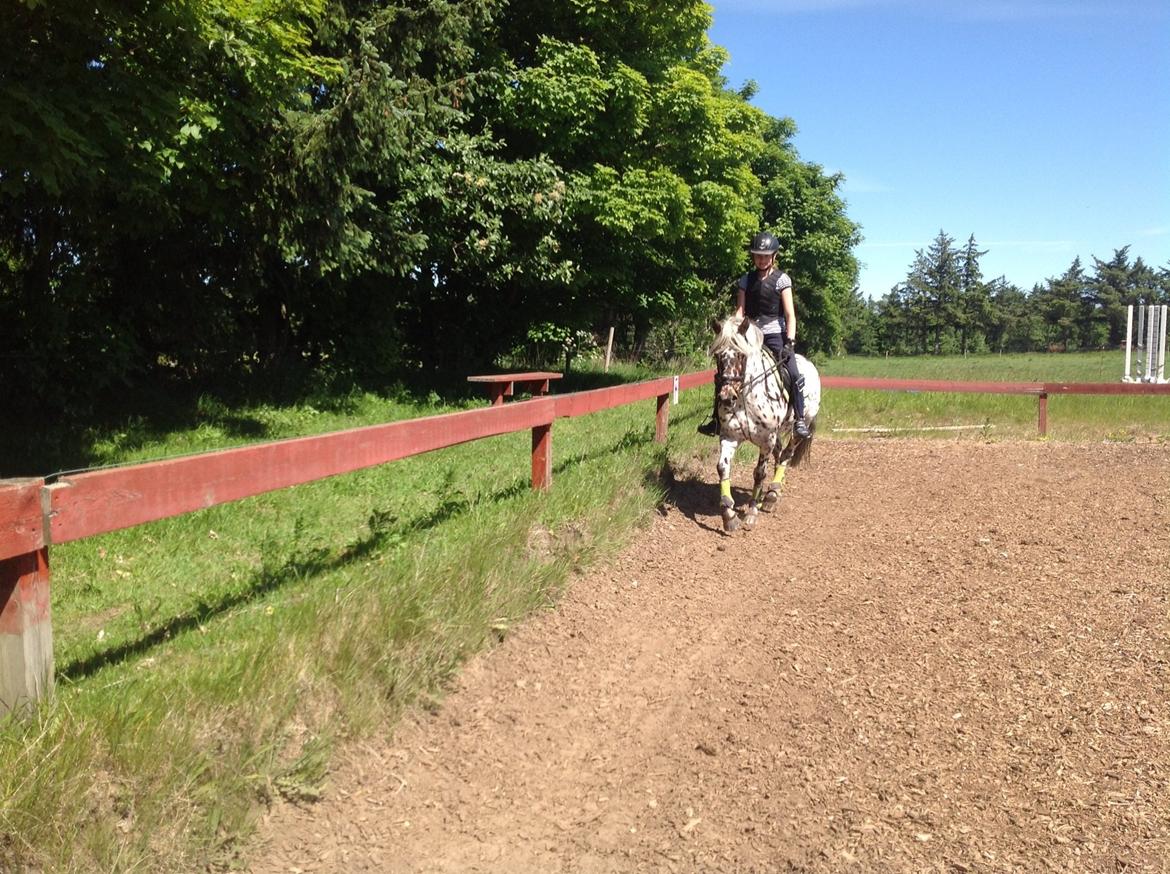 Knabstrupper Amigo (Bandit) billede 12