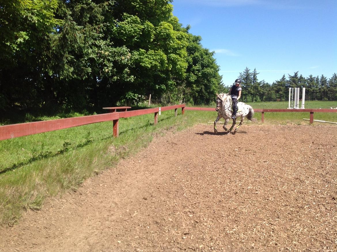 Knabstrupper Amigo (Bandit) billede 13