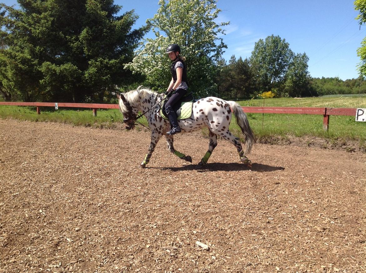 Knabstrupper Amigo (Bandit) billede 14