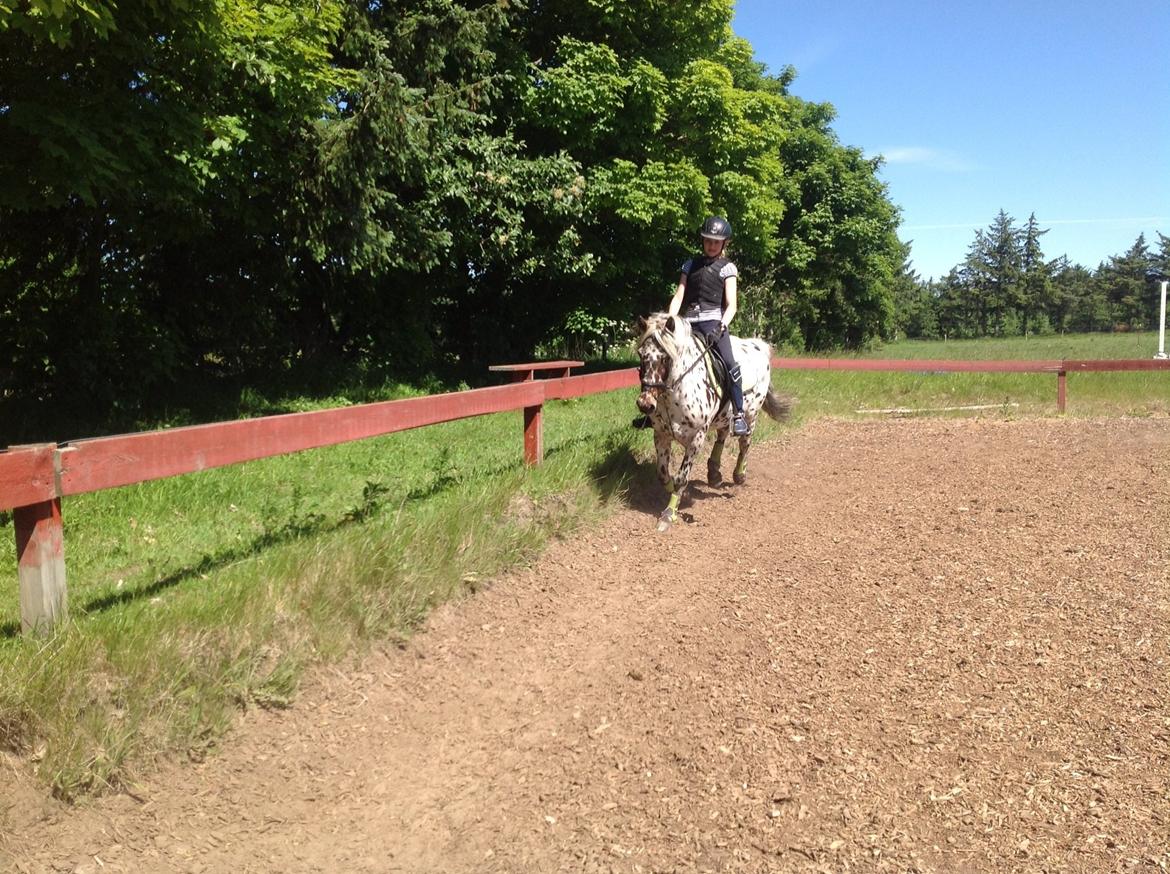 Knabstrupper Amigo (Bandit) billede 15