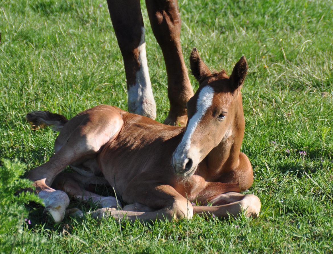 Frederiksborg Himmelhest Nytoftgaards Mikado billede 2