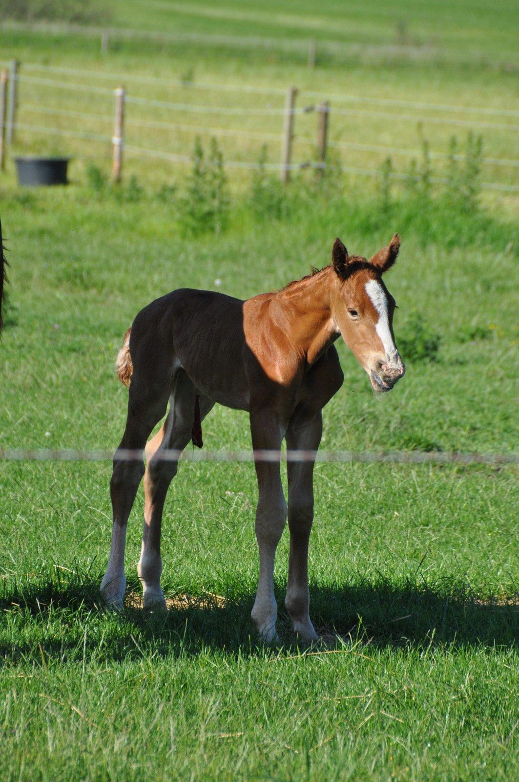 Frederiksborg Himmelhest Nytoftgaards Mikado billede 3
