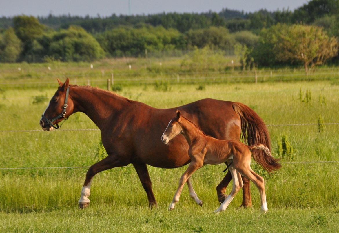 Frederiksborg Himmelhest Nytoftgaards Mikado billede 5