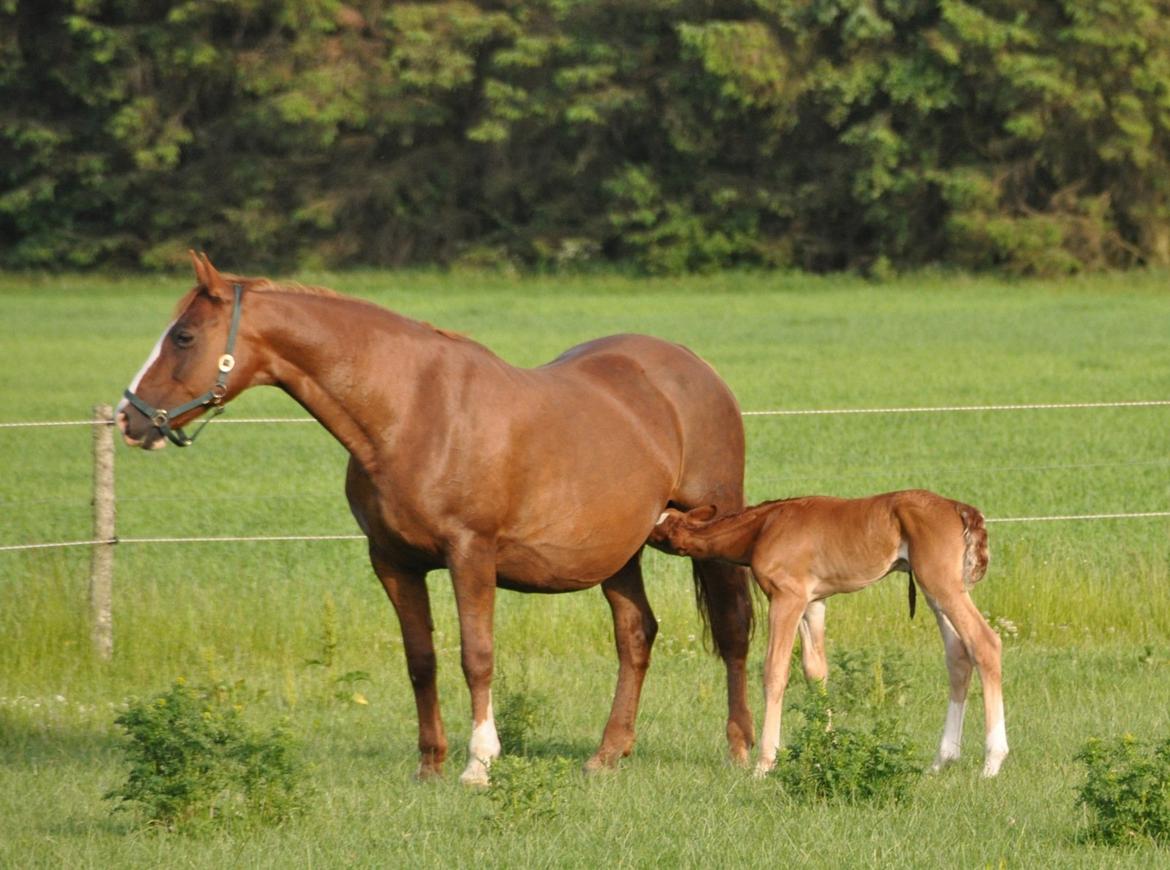 Frederiksborg Himmelhest Nytoftgaards Mikado billede 9