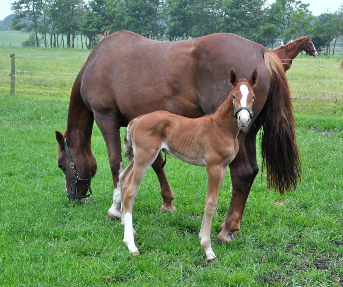 Frederiksborg Himmelhest Nytoftgaards Mikado billede 10
