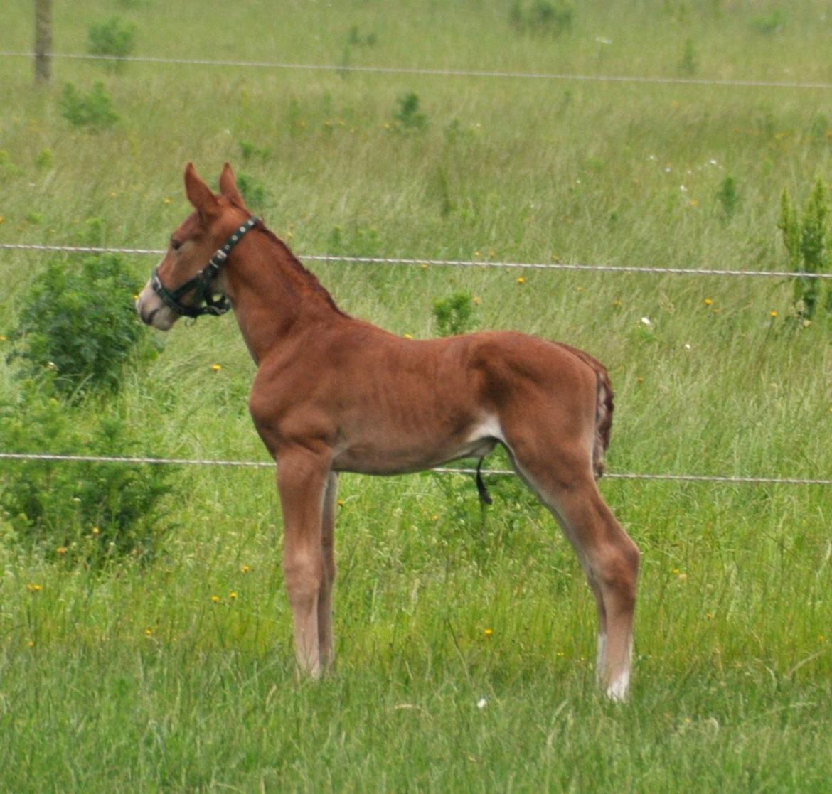 Frederiksborg Himmelhest Nytoftgaards Mikado billede 11