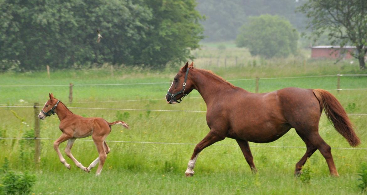 Frederiksborg Himmelhest Nytoftgaards Mikado billede 12