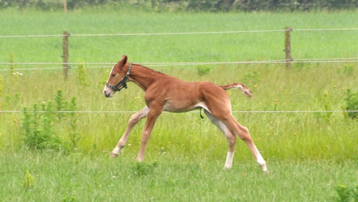 Frederiksborg Himmelhest Nytoftgaards Mikado billede 13