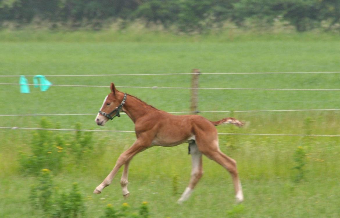 Frederiksborg Himmelhest Nytoftgaards Mikado billede 14