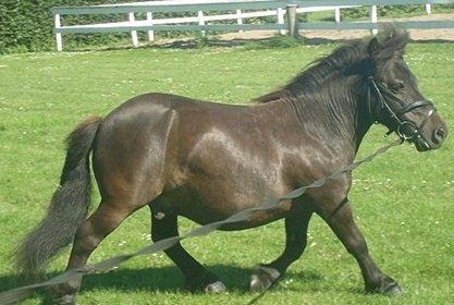 Shetlænder Charlie - En smuk,sød & dejlig lille dreng  billede 5