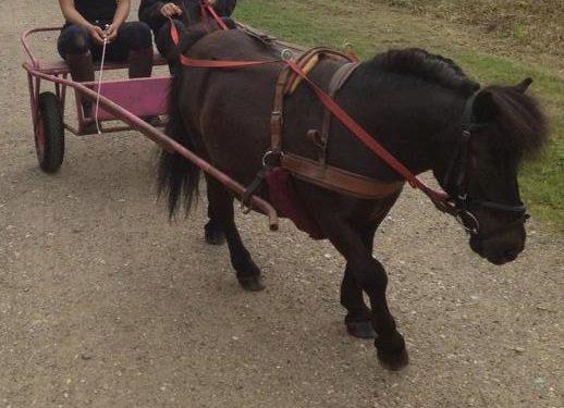 Shetlænder Charlie - Den bette for vogn :) billede 12