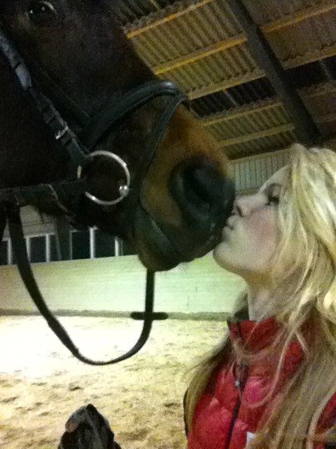 Dansk Varmblod - Fairline billede 18