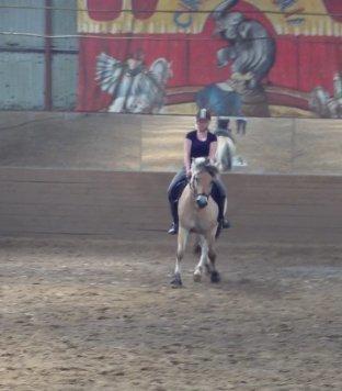 Fjordhest Bodyguard billede 19