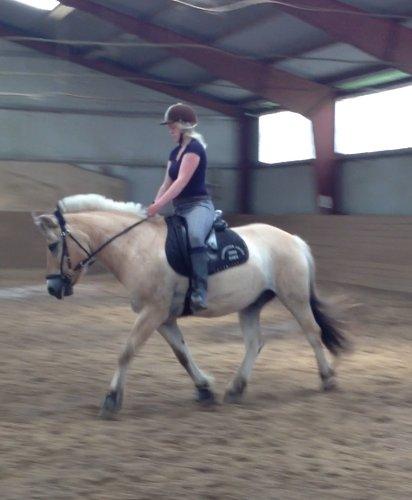 Fjordhest Bodyguard billede 17