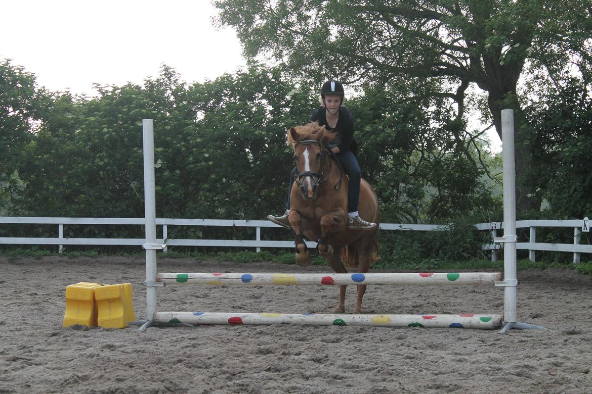 New Forest Engdalens Wendy - min bedste ven <3 - springning uden sadel 50 cm! d. 20-6-13! Foto: Natasja billede 16