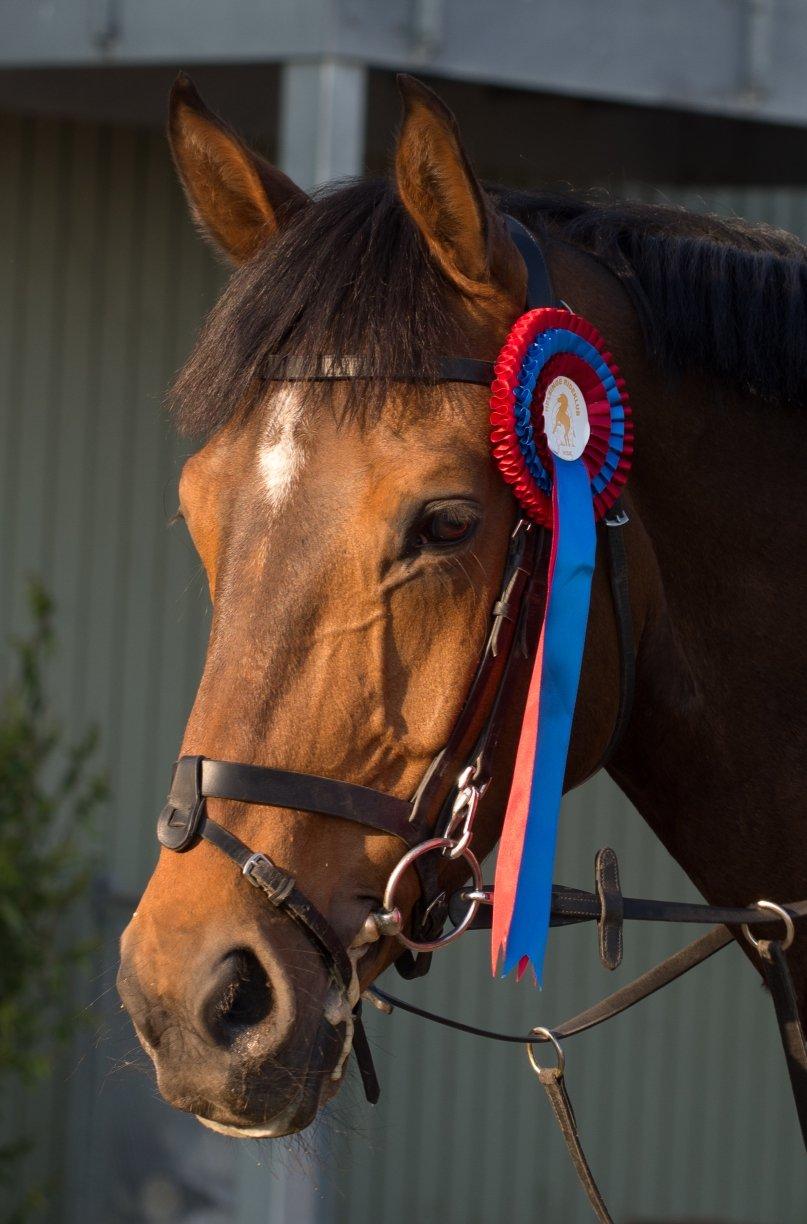 Tysk Varmblod | Giaccomo 43 - Velkommen til Giaccomos profil :)
Vi vil blive glade, hvis i lige havde tid til at give en bedømmelse og kommentar :)
Foto: Rune Jensen billede 1