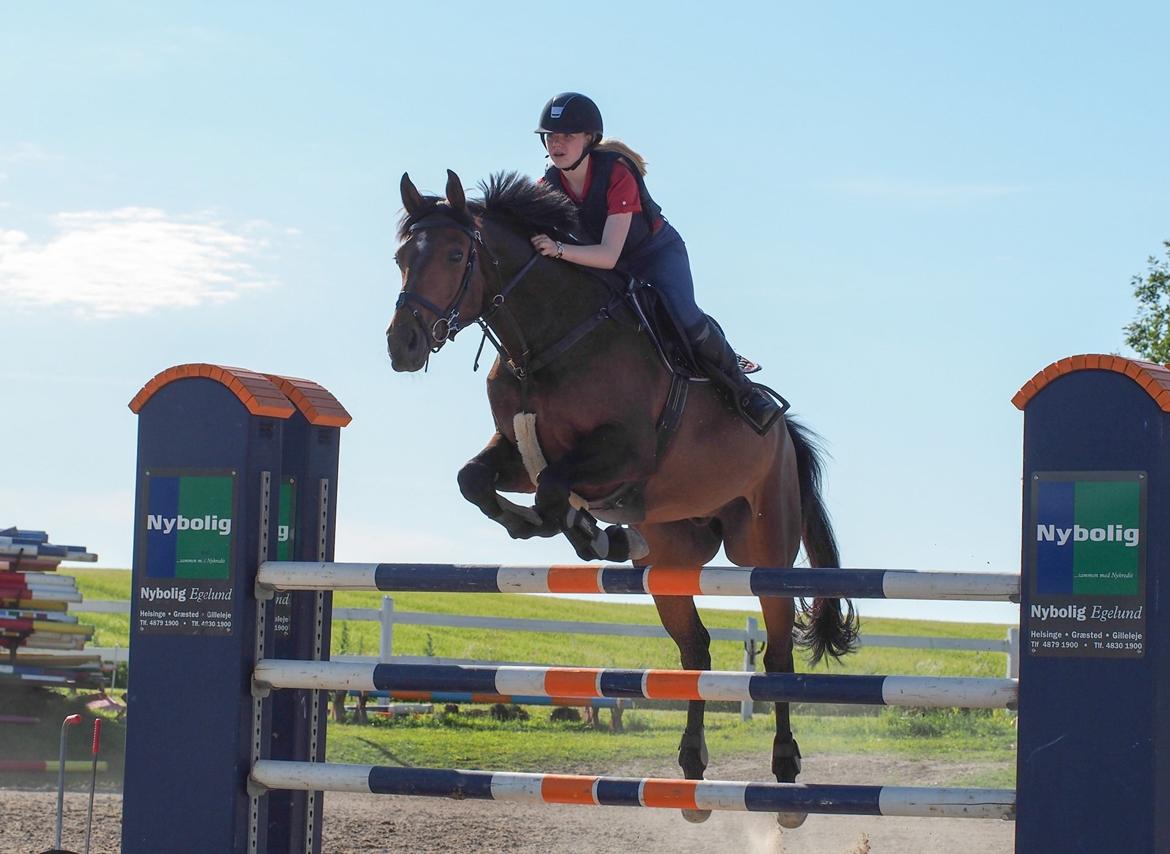 Tysk Varmblod | Giaccomo 43 - Stjernen på min fødselsdag <3
Foto: Rune Jensne billede 6