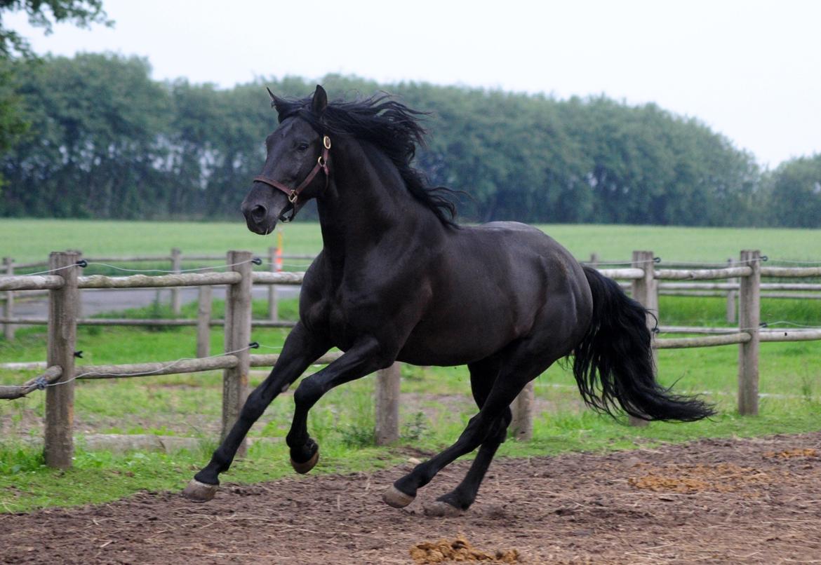 Lusitano Macho De José [Himmelhest] billede 23