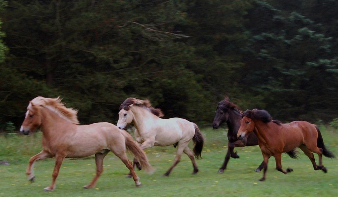 Islænder Kvistur fra Merkivoll (solgt) billede 18